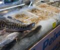 Guia rÃ¡pido: cuidados ao comprar pescado na Semana Santa