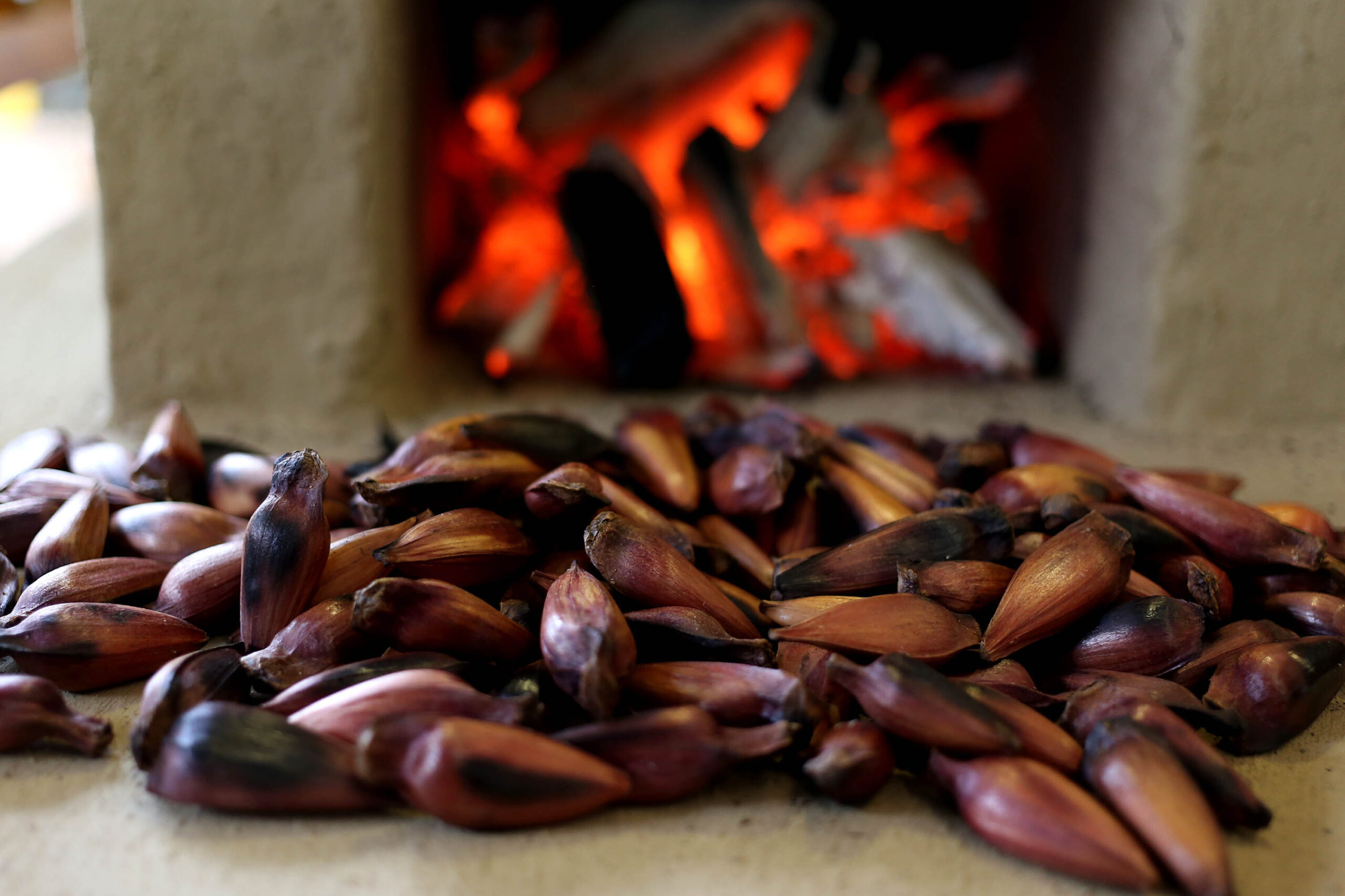 ATENÇÃO: venda legal de pinhão começa mais tarde em 2026; saiba data