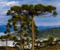 Temperatura cai e Santa Catarina terÃ¡ mÃ­nima prÃ³xima a 0Â°C nesta semana