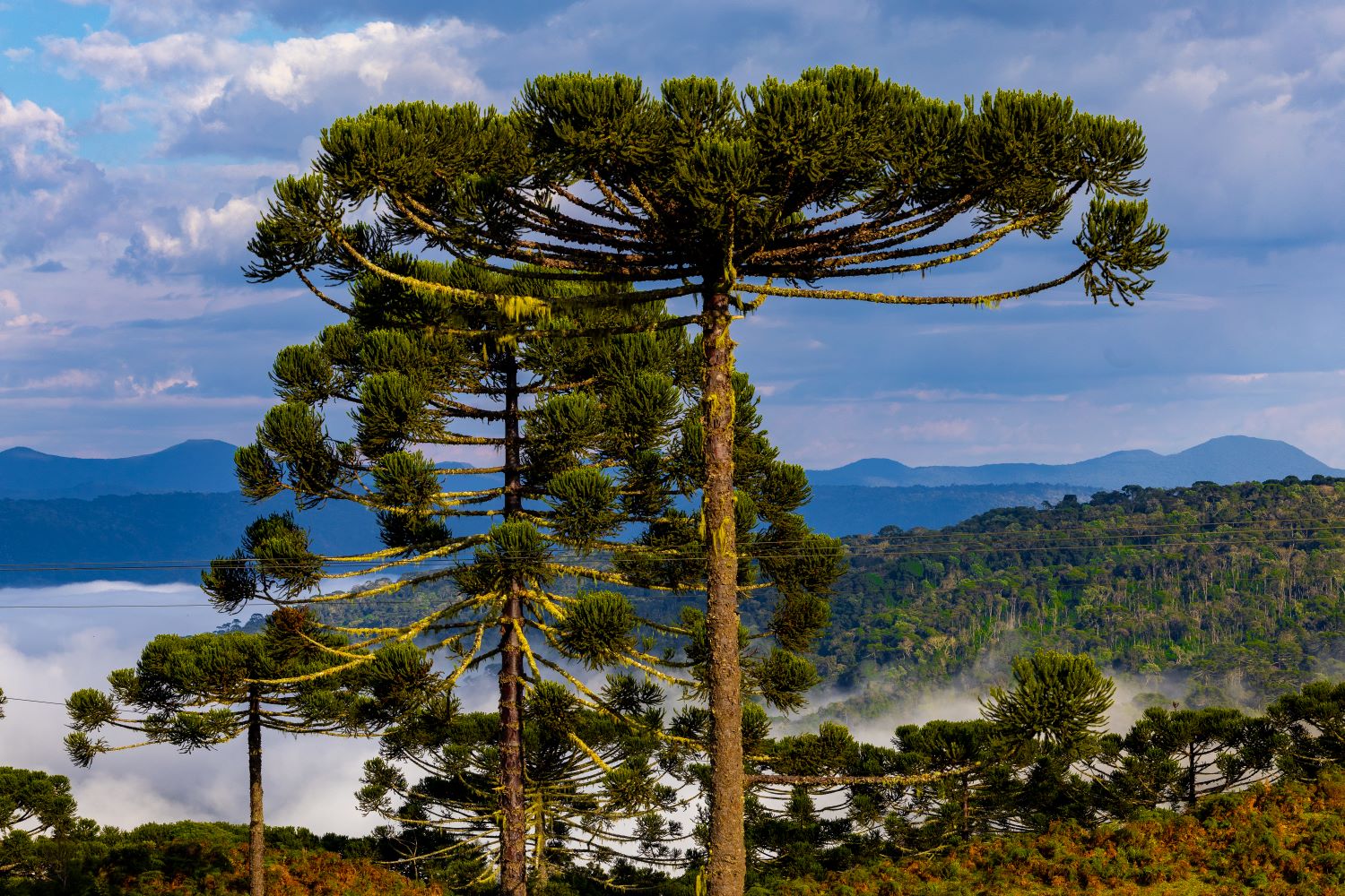 Temperatura cai e Santa Catarina terá mínima próxima a 0°C nesta semana