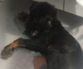 CÃ£ozinho passa dois meses preso em bueiro e morre apÃ³s resgate em TrÃªs Barras