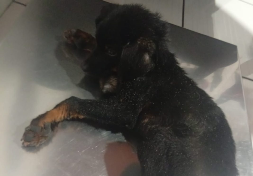 Cãozinho passa dois meses preso em bueiro e morre após resgate em Três Barras