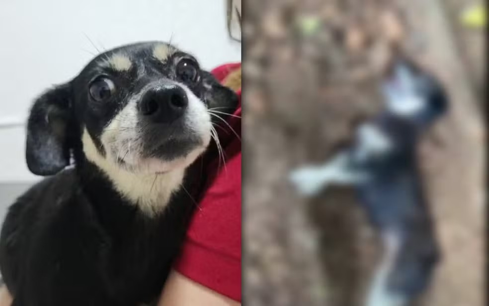 Caso Bonnie: MPSC denuncia tutor que enterrou cadela viva em Santa Catarina