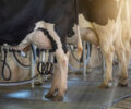 Foto: DivulgaÃ§Ã£o/FAEP SENAR