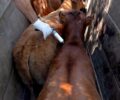 Foto: DivulgaÃ§Ã£o/FAEP SENAR