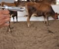 Foto: DivulgaÃ§Ã£o/FAEP SENAR
